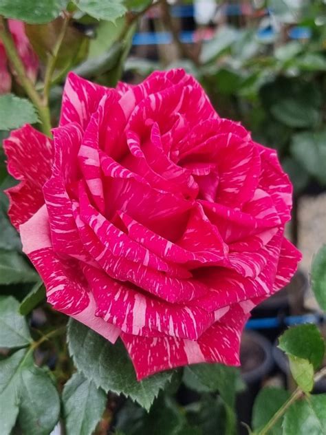Pink Intuition Potted Roses Victoria