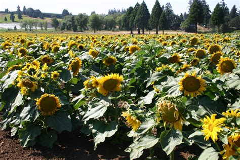 Sunflower Dwarf Sunspot Oregon Wholesale Seed Company