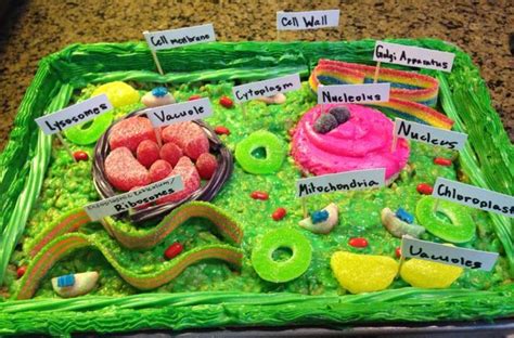 3d Plant Cell Plant Cell Model Plant And Animal Cells 5th Grade