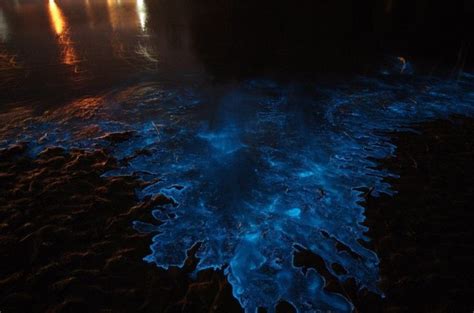 Sea Sparkle Extreme Bioluminescence In Tasmanian Waters Tasmanian