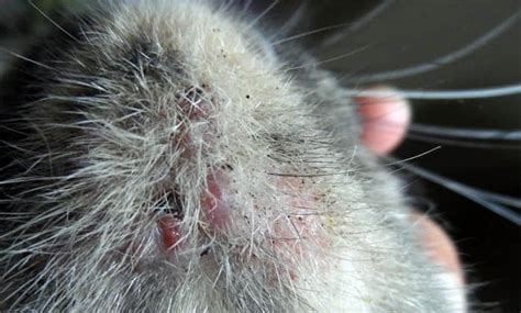 Scabs On Cats Neck Fleas