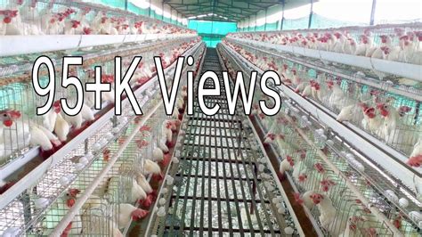 Layer Poultry Farm Information Youtube
