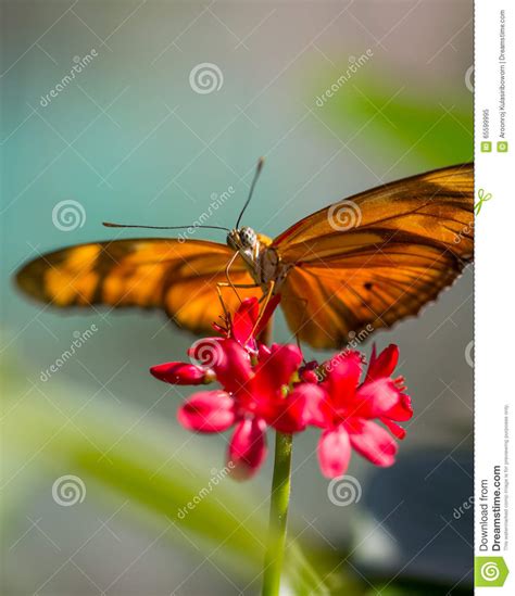 A Beautiful Butterfly In Nature With Flower Stock Image