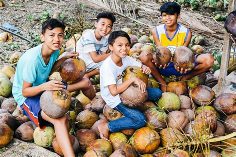 Cebu Philippines Farmland Now Harvesting Nearly One Ton Of Coconuts