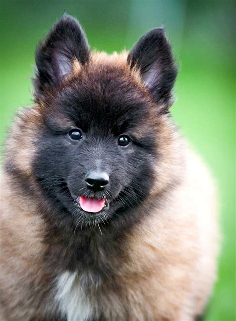 Belgian Tervuren Dog Breed Information And Characteristics Daily Paws