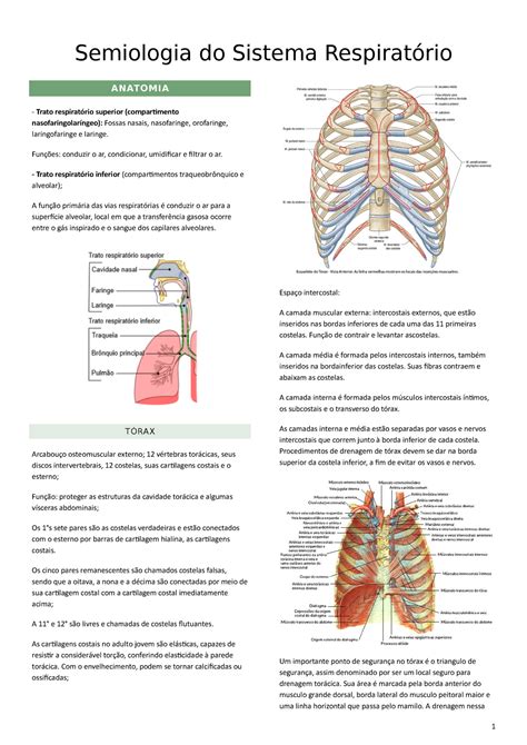 Anatomia Del Aparato Respiratorio Ppt Kulturaupice The Best Porn Website