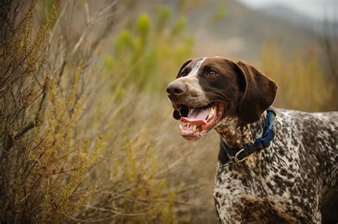 German Shorthaired Pointer Full Profile History And Care