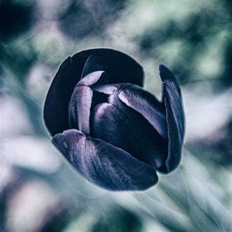 Black Tulips Opening On April 27 Sets A Funereal Mood For The Front