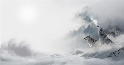 Mist Colored Wolves