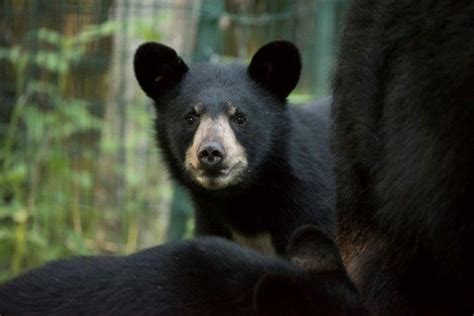 Pin By Julie Loop On Bears Black Bear Wildlife Forest People