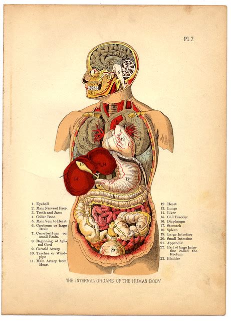 This is a continuation of the brainstem and therefore contains the 3 meningeal layers also found within the brain. Internal Organs of the Human Body from The Household ...