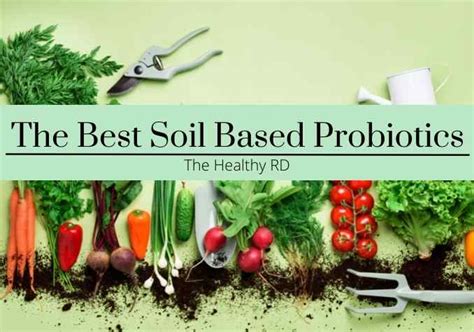 Best Soil Based Probiotics For Irritable Bowel Syndrome And Sibo
