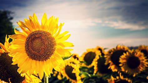 sunflower wallpapers  wallpapers