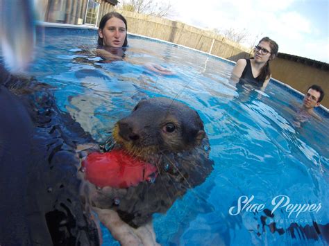You Otter Try This Otter Swim And Tour At Barn Hill Preserve In