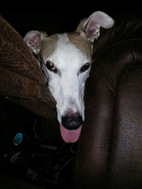 Escaped Tongue Syndromemy Teddy Beautiful Dogs Whippet Greyhound