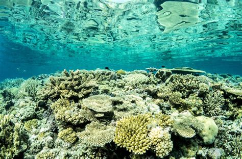 Considering great barrier reef facts can be difficult due to ambiguity. Great Barrier Reef Facts for Kids - Largest Coral System ...