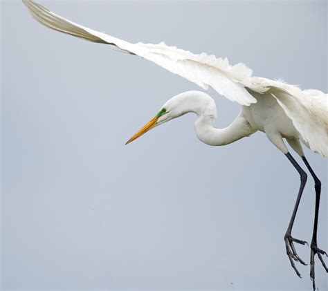 Egret Landing Bob Rehak Photography