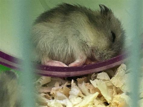 Short Dwarf Hamster Baby Hamsters Adopted 7 Months Grey From Bayan