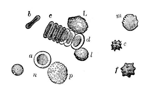 10 Drawing Of White Blood Cell Diagram Stock Illustrations Royalty