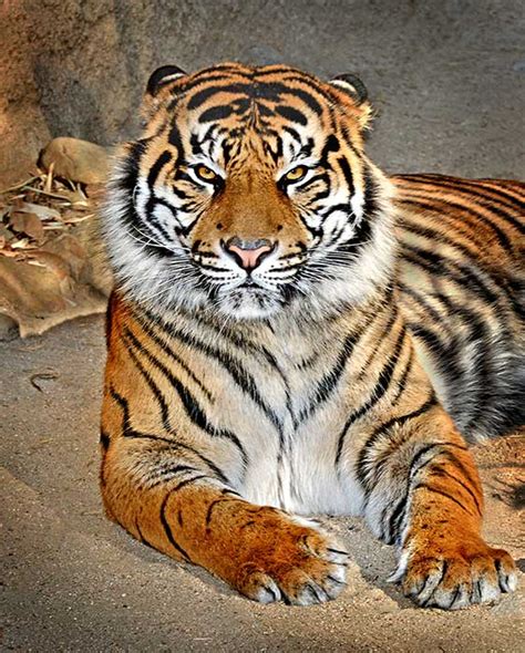 Rare Sumatran Tiger Newest Member At La Zoo Abc7 Los Angeles