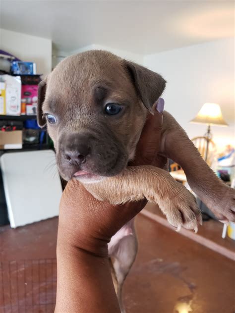 Sign in and be the first to comment. Bully Kutta Puppies For Sale | Laveen Village, AZ #341192