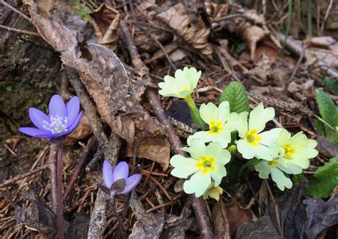 Forsizia, gelsomino e calicanto la forsizia. 3 fiori primaverili che sbocciano nei boschi di montagna ...