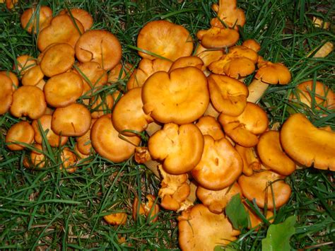 Orange Mushroom Mushroom Hunting And Identification Shroomery