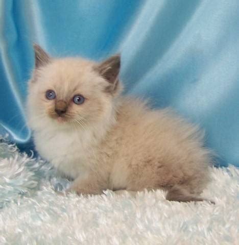 Ragdoll kittens are incredibly trusting in nature. Ragdoll Kittens FOR SALE ADOPTION from westfield Ohio ...