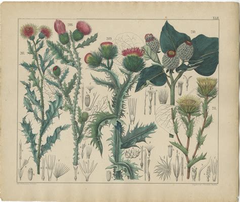 Pl 42 Antique Botany Print Of Various Plants By Oudemans C1872