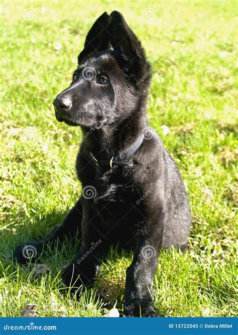 Black Pure Bred German Shepard Puppy Royalty Free Stock Photo Image