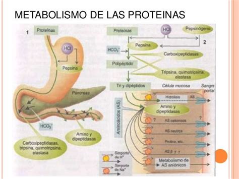 Metabolismo De Las Proteinas