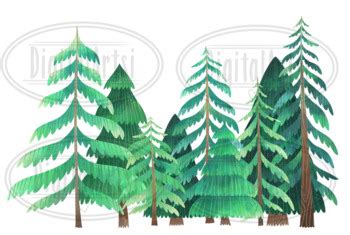 Watercolor Pine Trees Clipart By Digitalartsi Teachers Pay Teachers