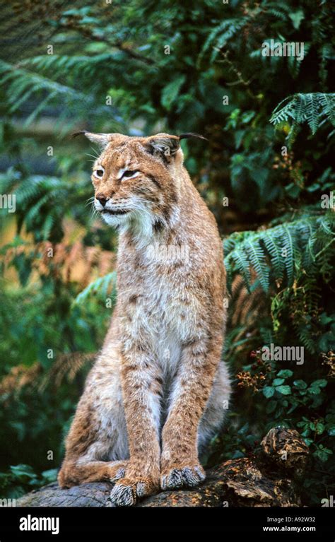Siberian Lynx Felix Lynx Stock Photo Alamy