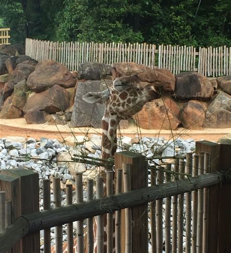 While At The Atlanta Zoo Todaythis Giraffe Had All The