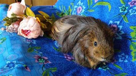 Adopt A Guinea Pig Animal Rescue And Care