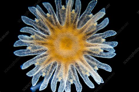 Ephyra Of A Aurita Jellyfish Lm Stock Image C0304939 Science