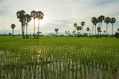 Countryside Around Kampot With Rice Fields And Palm Trees On The