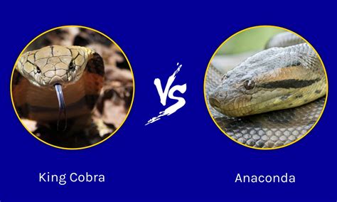 King Cobra Vs Anaconda Who Would Win In A Fight Az Animals