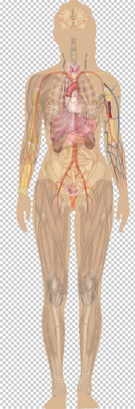 female human body organs diagram medicinebtgcom images