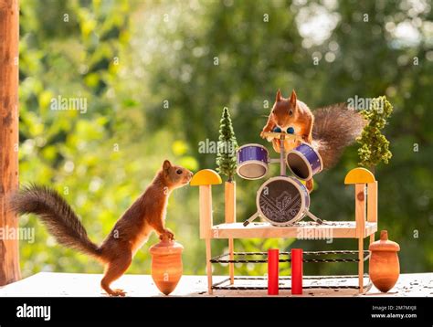 Red Squirrel Playing Behind The Drums Stock Photo Alamy