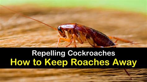 12 Amazing Ways To Keep Roaches Away Cockroach Repellent Roaches Kill Roaches