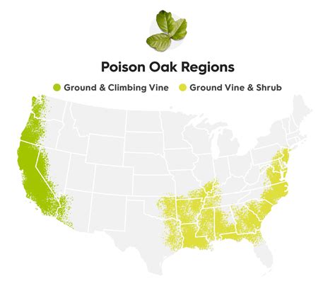 How To Treat Poison Ivy Or Poison Oak This Summer Virtuwell