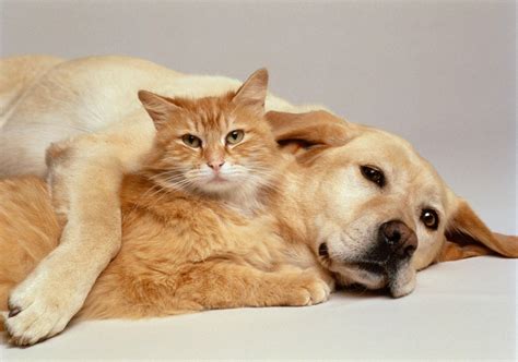 51 Cute Cats And Dogs