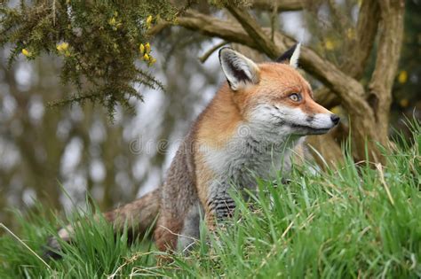 Adult Red British Fox Stock Image Image Of Beast Predator 88523975