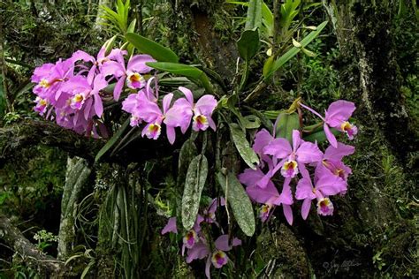 Cattleya Mossia In Natural Habitat Near Guanare Venezuela Орхидеи Орхидея Комнатные цветы