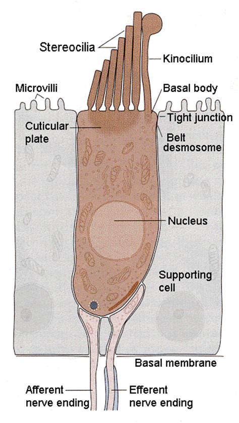 Hair Cells Anatomybox