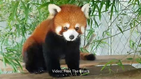 Free The Bears Saved Red Pandas In Laos Are Recovering Youtube