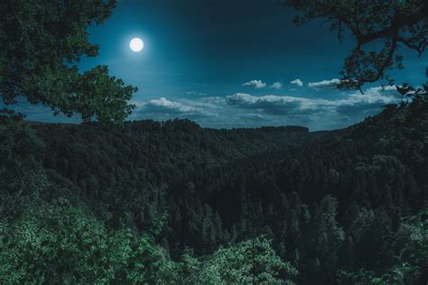 Dark Night Forest View 5k Hd Nature 4k Wallpapers Images