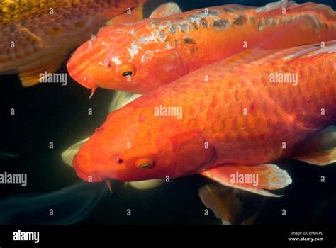 Fish Water Koi Above Hi Res Stock Photography And Images Alamy