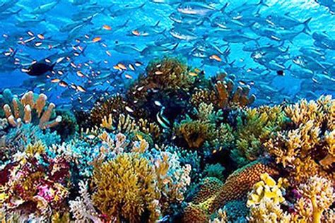 Tubbataha Reef Named Asean Heritage Park Abs Cbn News